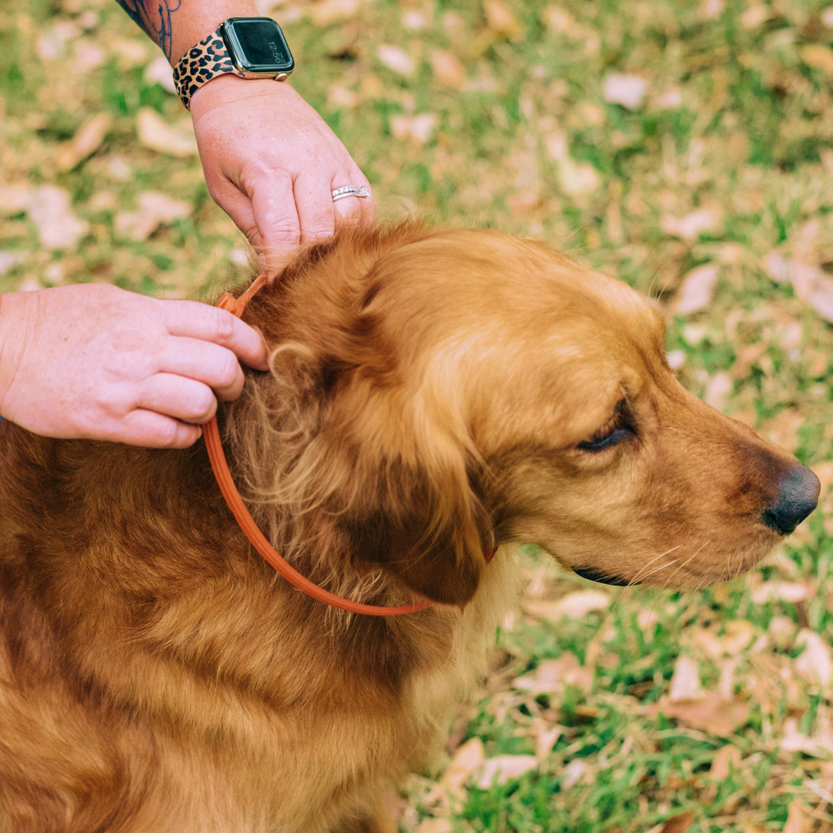 Protect Your Pets with Our Peppermint Flea & Tick Collar for Dogs and Cats – Lasts Up to 4 Months!